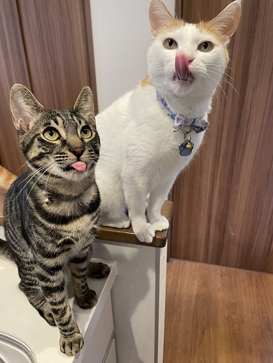 おやつが欲しいので先輩猫と一緒に舌をペロリと出す末っ子猫