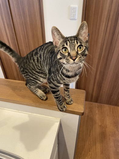 先輩猫と一緒に元気良くおやつくれくれ団の一員をやっている末っ子猫