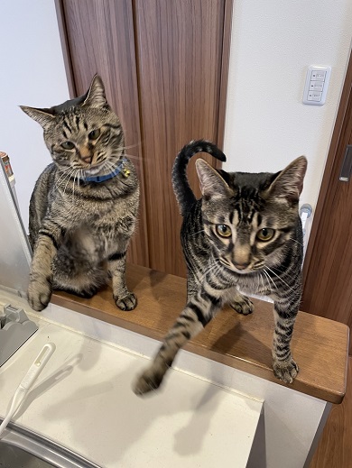先輩猫と一緒に元気良くおやつくれくれ団の一員をやっている末っ子猫