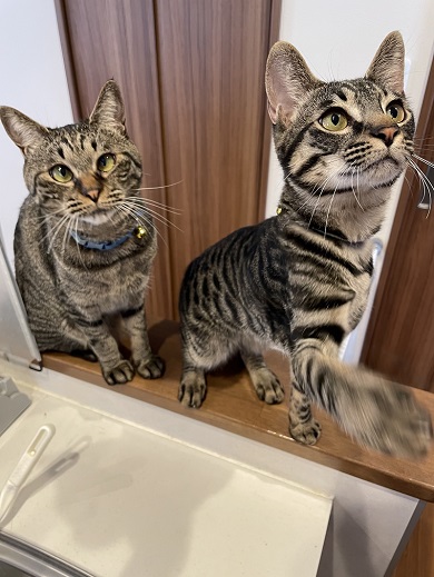 先輩猫と一緒に元気良くおやつくれくれ団の一員をやっている末っ子猫