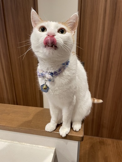 おやつが欲しくて先輩猫たちと一緒に集まってわちゃわちゃおねだりする末っ子猫