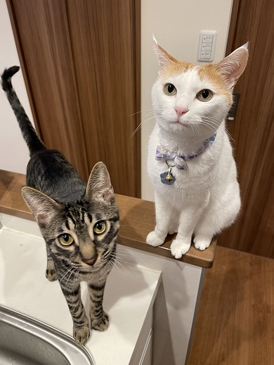 おやつが欲しくて先輩猫たちと一緒に集まってわちゃわちゃおねだりする末っ子猫
