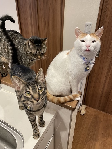 おやつが欲しくて先輩猫たちと一緒に集まってわちゃわちゃおねだりする末っ子猫