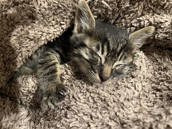 保護されたばかりの末っ子猫