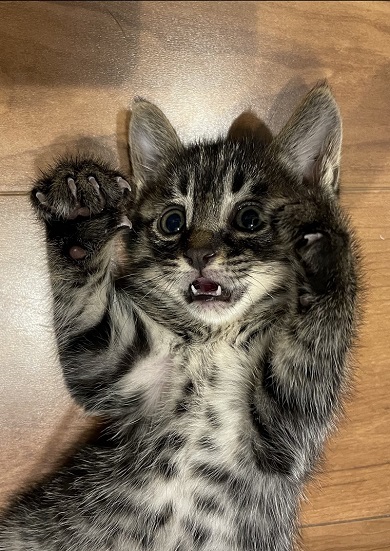 元気に育っている末っ子猫