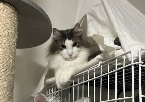 満足げな兄猫