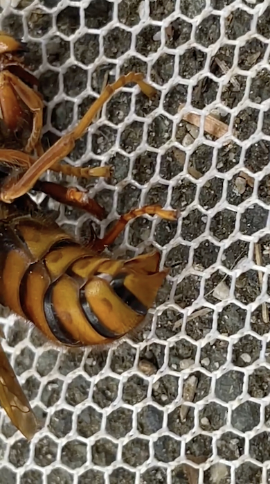 死んでなお稼働するスズメバチの針