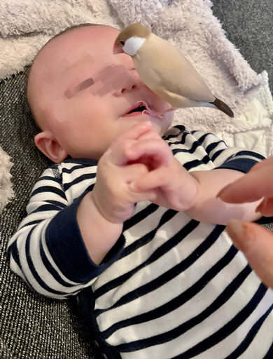 文鳥と赤ちゃん