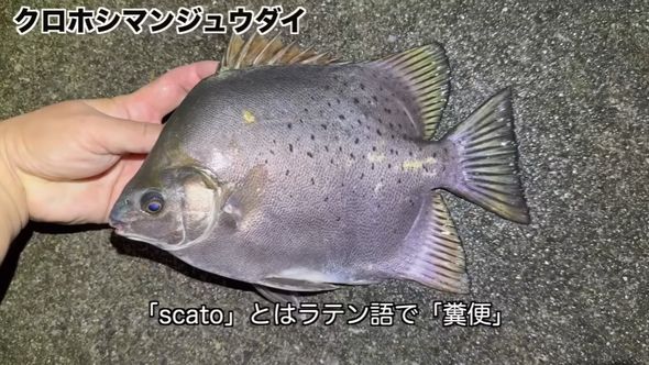 「ウンコ食い」という属名を与えられているクロホシマンジュウダイ