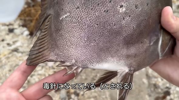 毒針になっている「ウンコ食い」ことクロホシマンジュウダイのトゲ