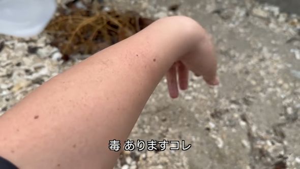 「ウンコ食い」ことクロホシマンジュウダイのトゲには毒があると体で感じ取る生物ライターの平坂寛