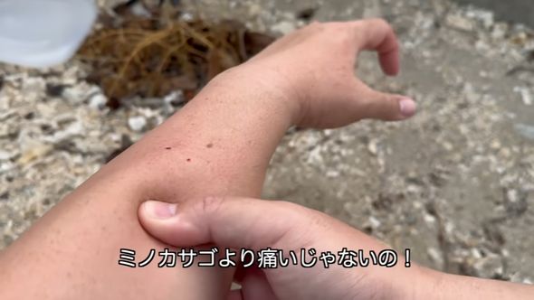 「ウンコ食い」ことクロホシマンジュウダイを刺した感想はミノカサゴより痛い