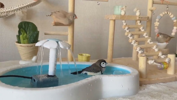 セミオーダーした小鳥のテーマパークの様子