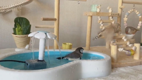 セミオーダーした小鳥のテーマパークの様子