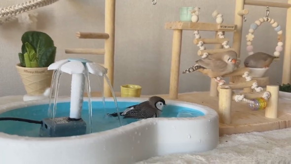 セミオーダーした小鳥のテーマパークの様子