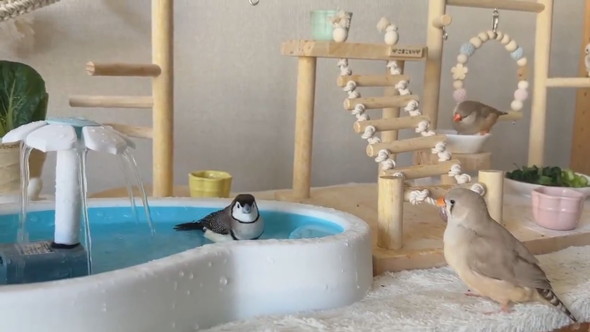 セミオーダーした小鳥のテーマパークの様子