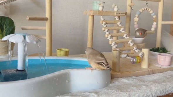 セミオーダーした小鳥のテーマパークの様子