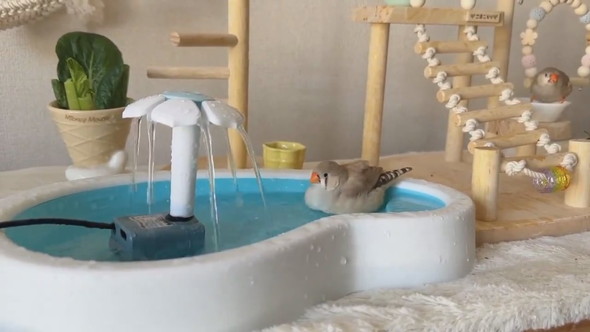 セミオーダーした小鳥のテーマパークの様子