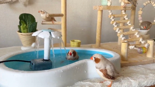 セミオーダーした小鳥のテーマパークの様子