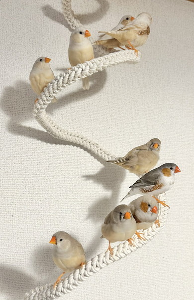 セミオーダーした小鳥のテーマパークの様子