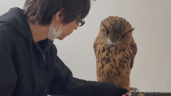 腕に乗ろうか迷っているミミズクさん