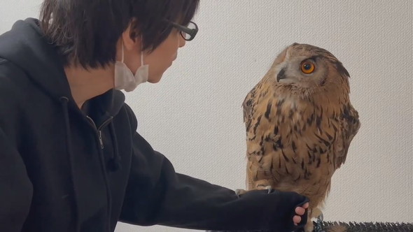 腕に乗ろうか迷っているミミズクさん