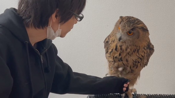 腕に乗ろうか迷っているミミズクさん