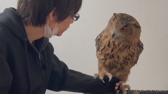 腕に乗ろうか迷っているミミズクさん