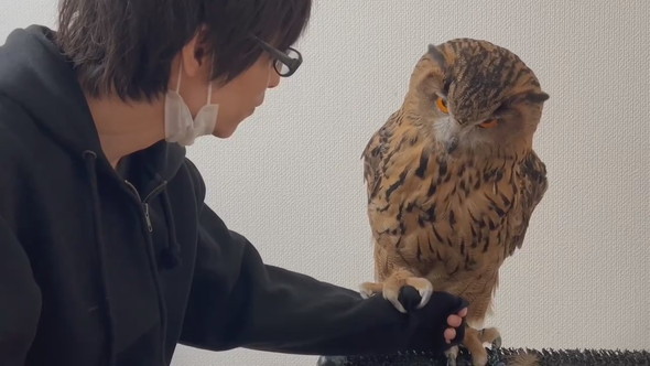 腕に乗ろうか迷っているミミズクさん