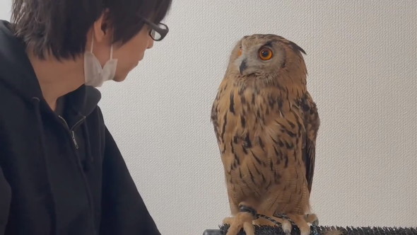 腕に乗ろうか迷っているミミズクさん