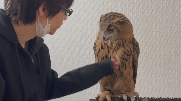 腕に乗ろうか迷っているミミズクさん