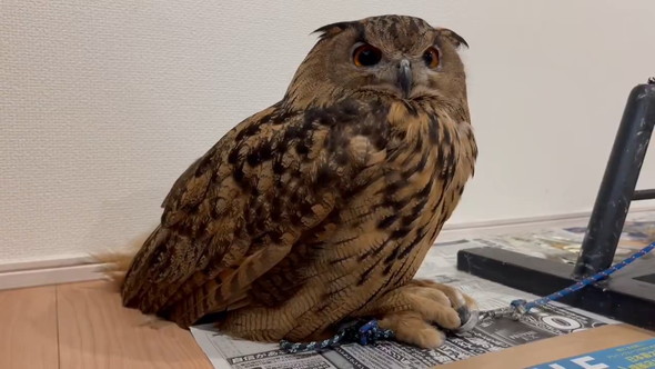 腕に乗ろうか迷っているミミズクさん