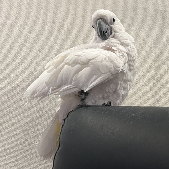 腕に乗ろうか迷っているミミズクさん