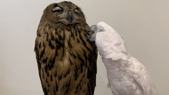 腕に乗ろうか迷っているミミズクさん