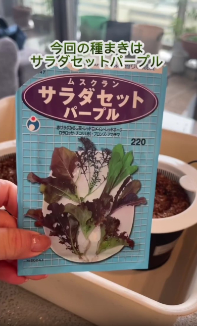サラダセットの種