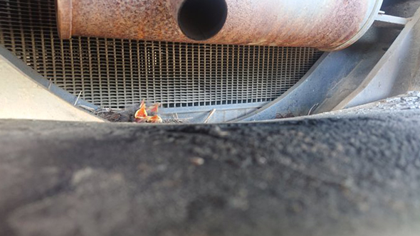 驚きの場所に巣を作ったセキレイ