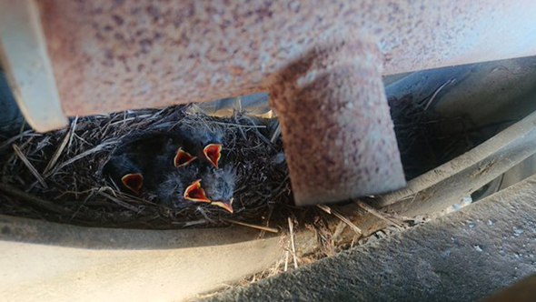 驚きの場所に巣を作ったセキレイ