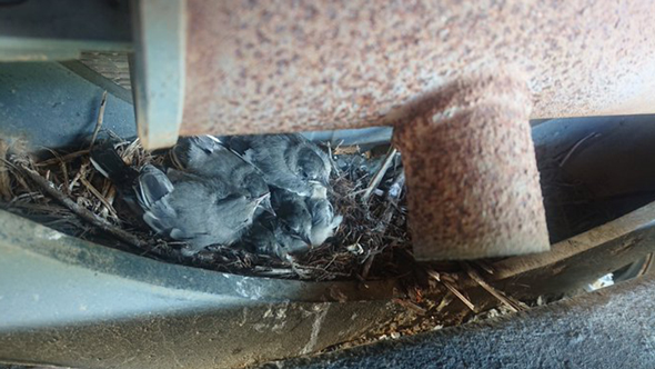 驚きの場所に巣を作ったセキレイ