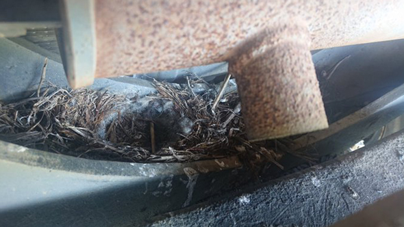 驚きの場所に巣を作ったセキレイ