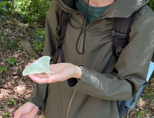 夫が男子トイレで発見した幸運の虫