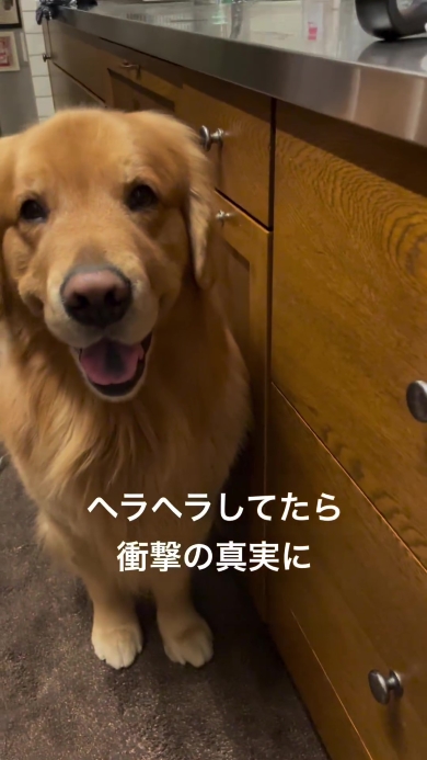 飼い主を見つめるワンコ