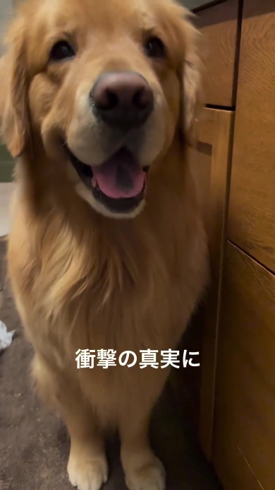 飼い主を見つめるワンコ