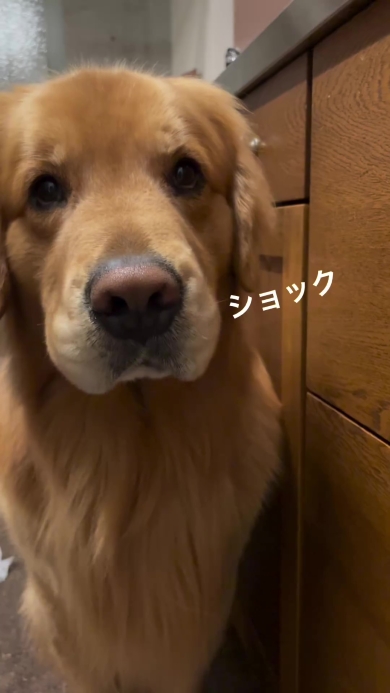 悲しそうなワンコ