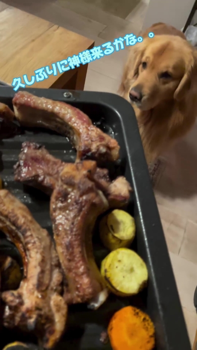 スペアリブを見つめるワンコ