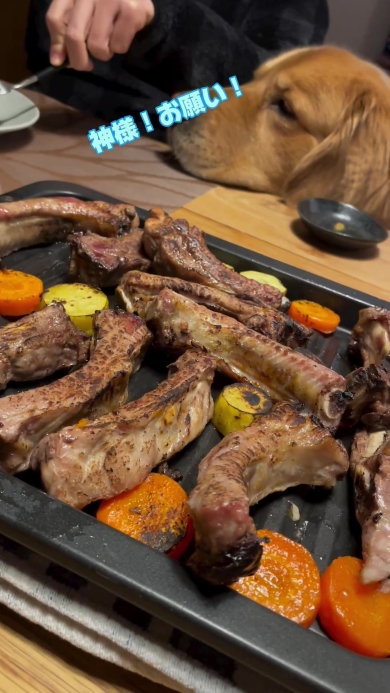 スペアリブを見つめるワンコ