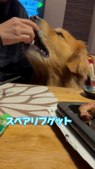 スペアリブを分けてもらうワンコ