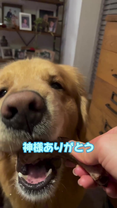 スペアリブにかぶりつくワンコ