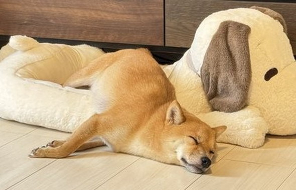 後ろあしをストレッチする柴犬ちゃん