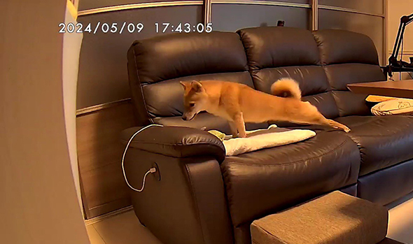 後ろあしをストレッチする柴犬ちゃん