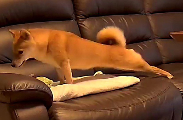 後ろあしをストレッチする柴犬ちゃんトリミング
